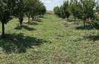 Sat Vartopu, oras Corabia, judetul Olt - 11