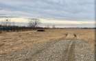Inchiriez Teren Intravilan Focsanei 5 Km Buzau 5000 Mp - 4