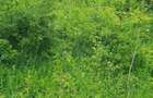 Particular vand teren extravilan 8200 mp Mati?a Prahova - 5