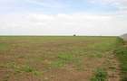 ferma agricola cu plantazia de sparanghel
