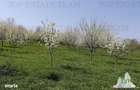 Teren intravilan, 3481mp, gaza, apa, curent din retea publica,, drum - 3