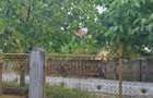 Vand casa in Ciupercenii Noi,judetul Dolj - 2