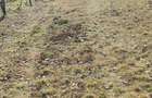 Vand teren cu vie in Dumbravi?a (Baia Mare) - 11
