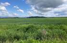 Teren extravilan de 100000 mp, în Lipănești - 9