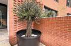 Apartament 4 camere, superb Pipera, cladire exclusivista, 250mp curte - 14