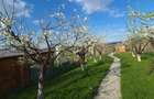 Cabana cu livada,Sali?te,Sibiu. - 2