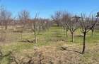 Casa cu teren 2500mp Stradal in zona de sud a Bucurestiului - 3