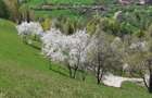 Vand teren in Bran-Sohodol - 4