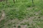 Intravilan in zona superba de deal - 4
