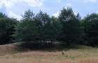 Teren extravilan la munte, in Nucsoara Arges - 10