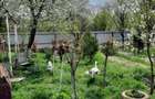 Casă cu 4 camere cu Teren 1500 Mp în Mihail Kogălniceanu - 8
