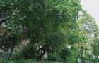 Mai mult decat un apartament- lumina, spatiu, liniste - 13