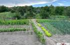 Vanzare casa in Henig -1100 mp teren - 8