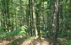 Vand 1,5 ha padure foioase (inclusiv terenul) - 5