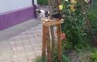 Casă cu 4 camere cu Teren 525 Mp în Costinești - 10