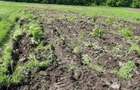Teren agricol extravilan - 3