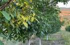 Livada nuci Fernor matura, planta?ie intensiva, iriga?ie + fantana, Salaj