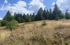 Teren 5.000 mp la Lacul Beli?-Fantanele - 3