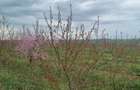 Teren de vanzare 6 hectare - 4