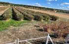 Plantatie Aronia de 12 ani, 5300 mp,intabulat intravilan - 7