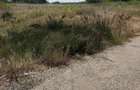 Teren 4950 mp intravilan, deschidere 100 m la E70, zona Isal - 1
