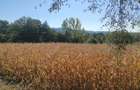 Teren de vanzare - excelent pentru investi?ie sau o proprietate intr-un cadru natural deosebit!