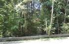 Teren Sinaia - Furnica - 5