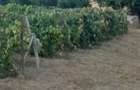 Teren zona ANL Bucovina - 2