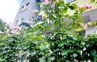 Apartament 3 camere George Enescu - 3