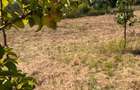 Teren intravilan 1402 mp Dulce?ti (23 August) | Asfalt | Utilita?i la gard - 2