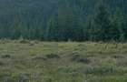 50 hectare teren | Moldova-Sulita | Potential turistic si agricol