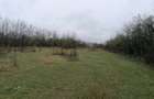 Teren intravilan 2400mp sat Gavanel com Dumbravesti Prahova. - 5