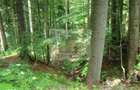 Proprietar vand 7059 mp in Predeal- str. Schiorilor/Cioplea