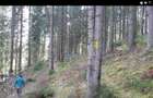 De vanzare 1 ha padure - 4