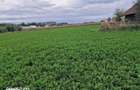 Vand teren intravilan 3500mp,sat Costana, com Todiresti - 4