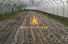 Hala industriala + sere + active business de vanzare Arges - 11