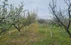 Livada tanara, 2000 m, Dridu-Snagov - 2