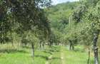 Vand teren intravilan si casa in orasul Baia de Arama - 2