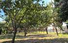 Teren intravilan 1.200+ mp | Livada & Acces privat 7m | Salcioara - Jurilovca