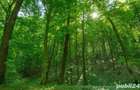Vand padure 10ha, acces la drum forestier, Ranusa, Moneasa, jud. Arad - 1
