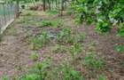 Casă cu 3 camere cu Teren 1000 Mp în Bulzești - 1