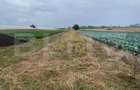 Teren de vanzare, 4700 mp, Strada Brazilor - Baleni Sarbi (Dambovita) - 2