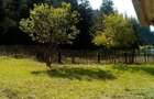 Teren intravilan in Toplita 5002mp pe str. Padureni + extravilan 1100mp (padure) - 1