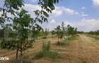 Ferma de nuci - teren agricol, zona Ivesti - 5