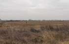 Teren Exclusiv 4.550 mp Ciolpani - Zona Narrative / Padurea Snagov - 2