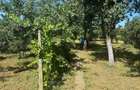 Aradul Nou Proprietate cu 2 case - 4