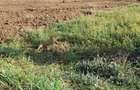 Teren intravilan 500 mp deschidere 23 m Puz Apobat P+2 - 13