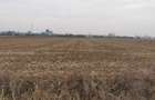 Teren Exclusiv 4.550 mp Ciolpani - Zona Narrative / Padurea Snagov - 6