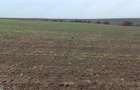 teren de vanzare livada bihor - 2