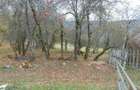Casa + 4,4 ha (arabil, pasune, padure), Scarisoara, Alba - 6